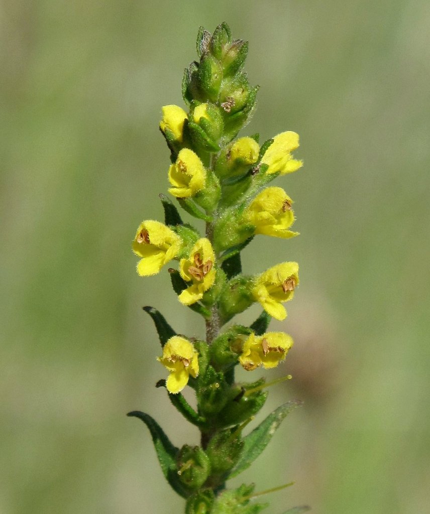 Odontites jaubertianus
